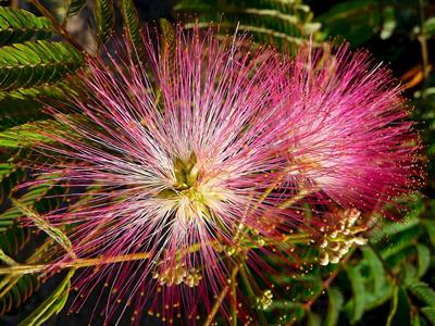 Albizia julibrissi